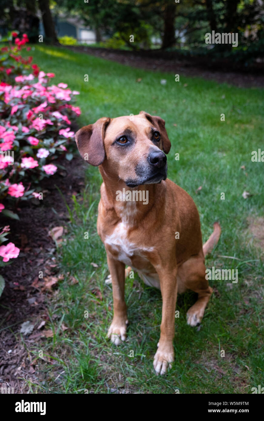 Un ritratto di un marrone dog sitter docilmente sul prato Foto Stock