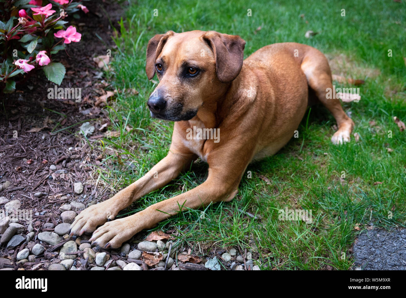 Un ritratto di un marrone dog sitter docilmente sul prato Foto Stock