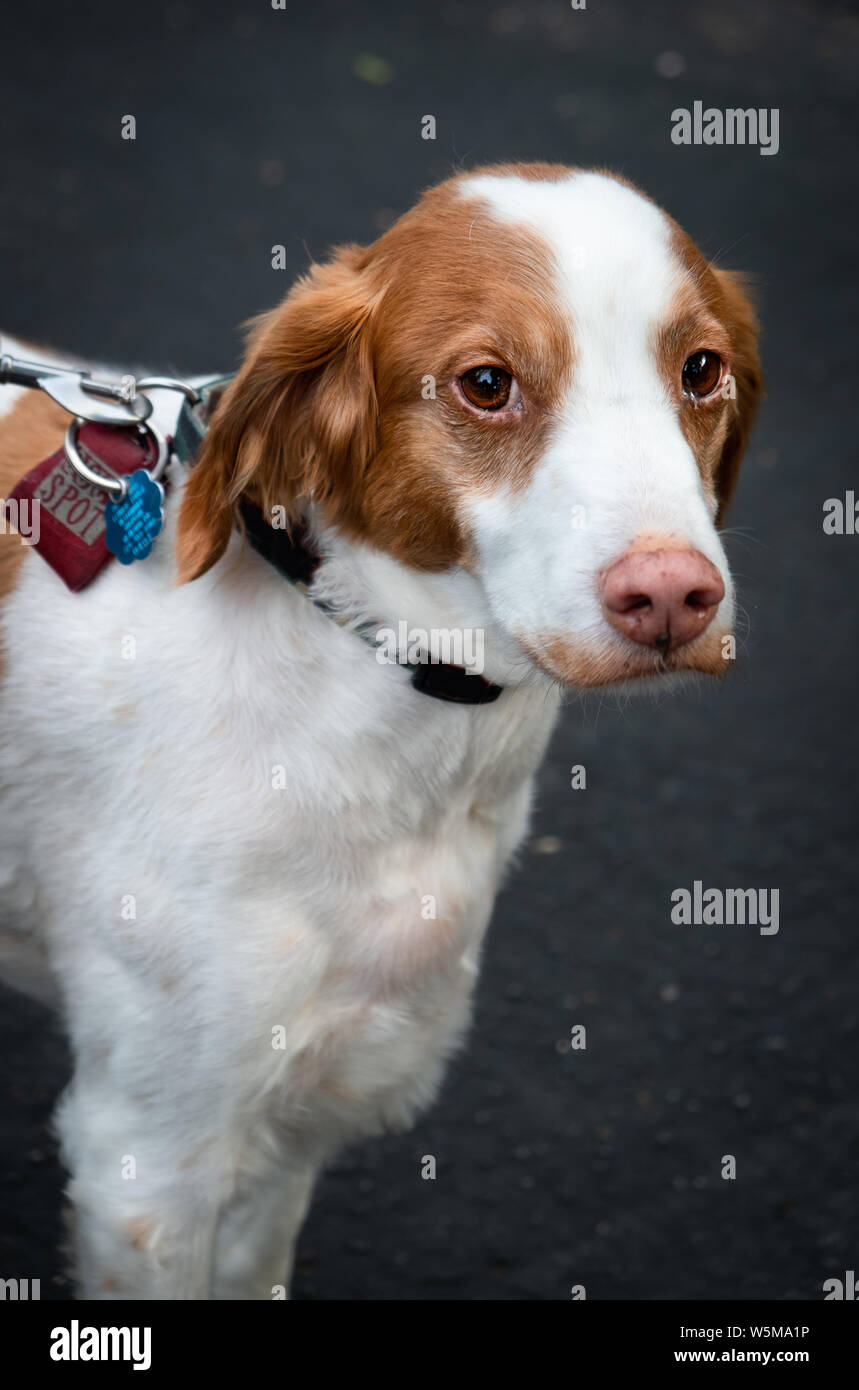 Ritratto di un cane bianco e marrone di Bretagna spaniel con colletto e guinzaglio che guarda lontano dall'esterno Foto Stock