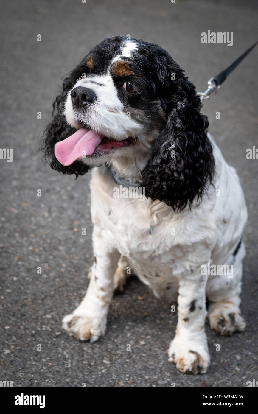 Ritratto di un cane americano Cocker Spaniel felice in bianco e nero al guinzaglio Foto Stock