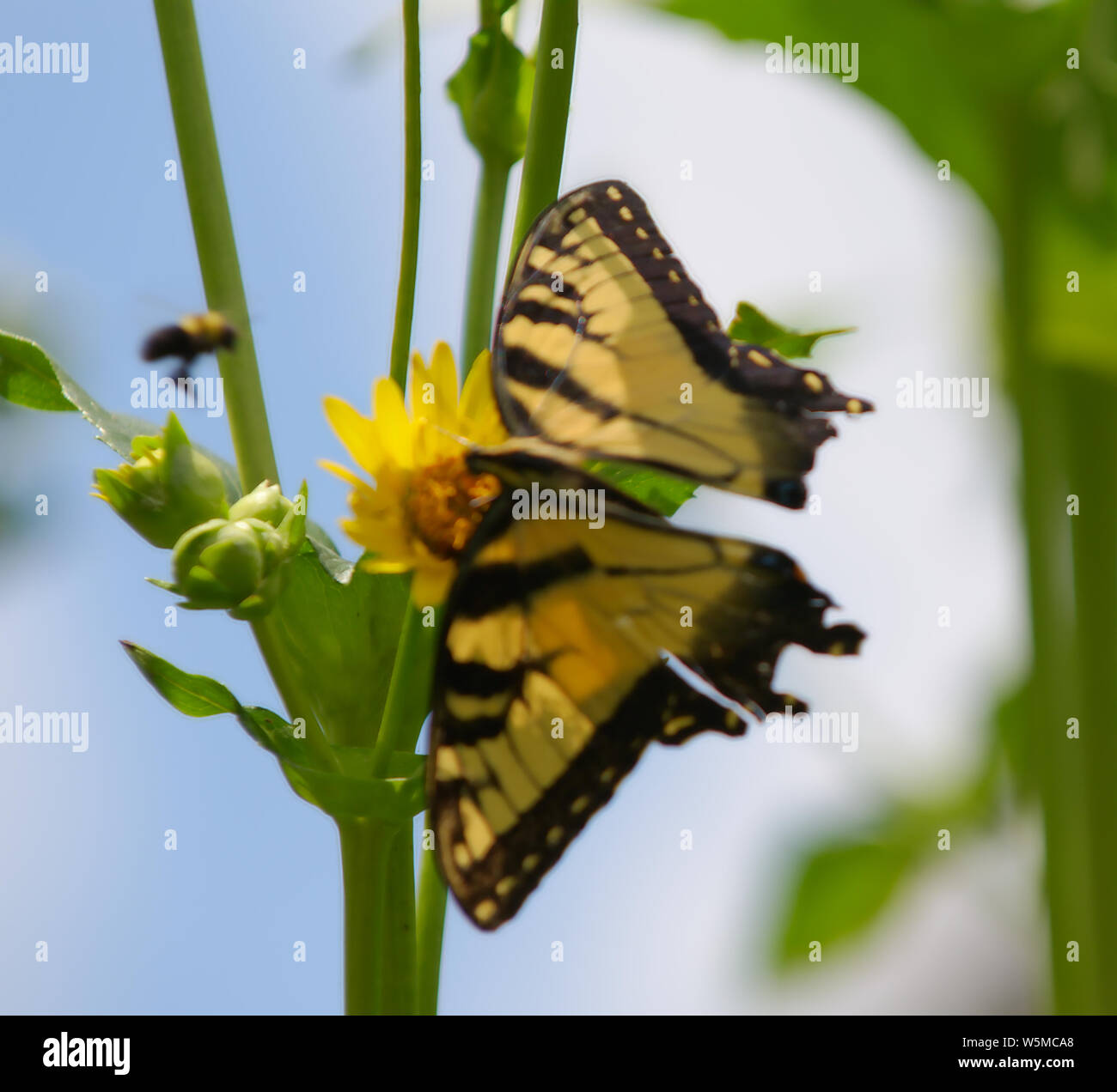 Massimiliano girasoli con giallo Swallowtails e bee battenti intorno e cielo blu sullo sfondo Foto Stock