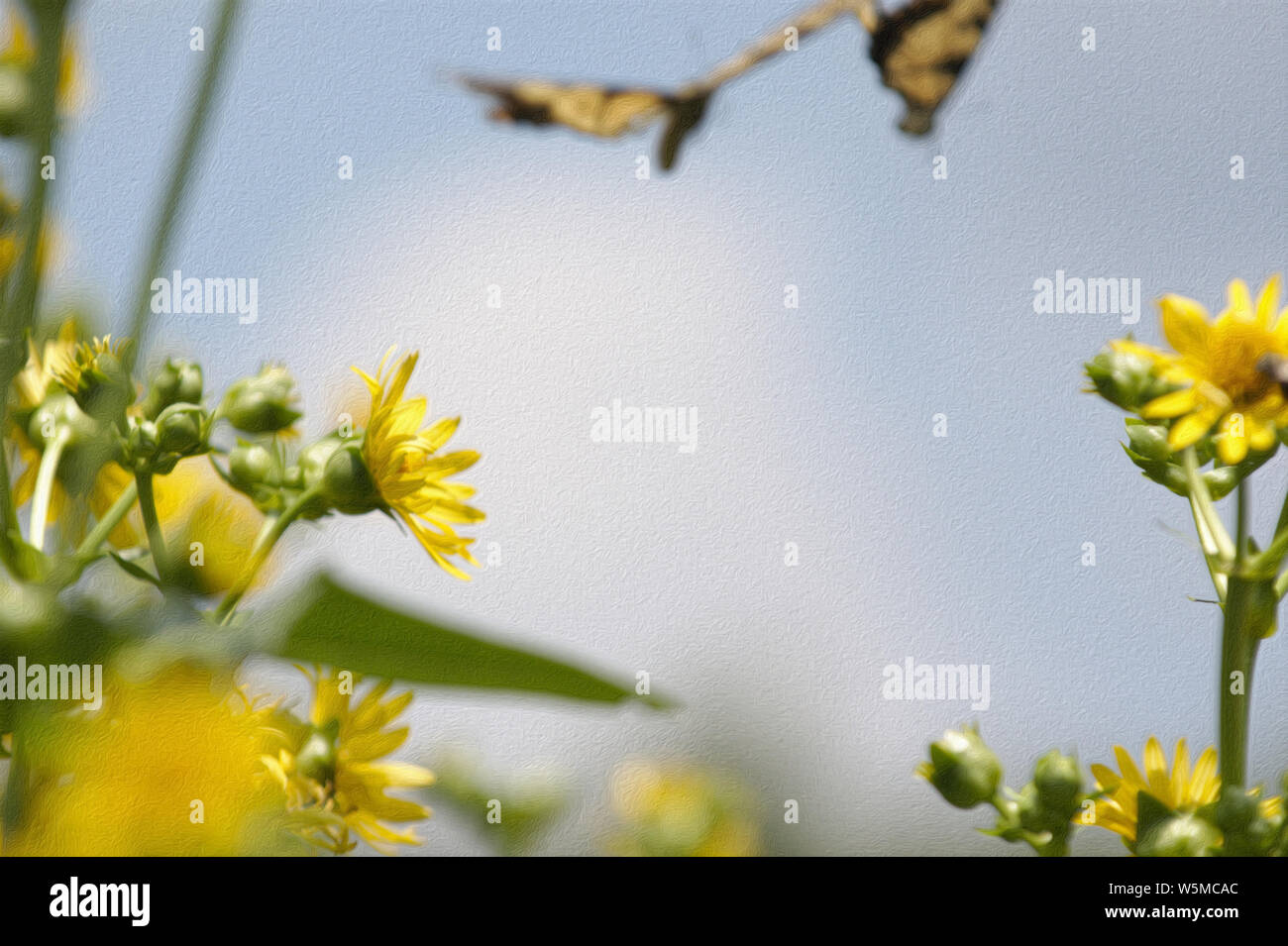 Massimiliano girasoli con giallo Swallowtails battenti intorno e cielo blu sullo sfondo Foto Stock