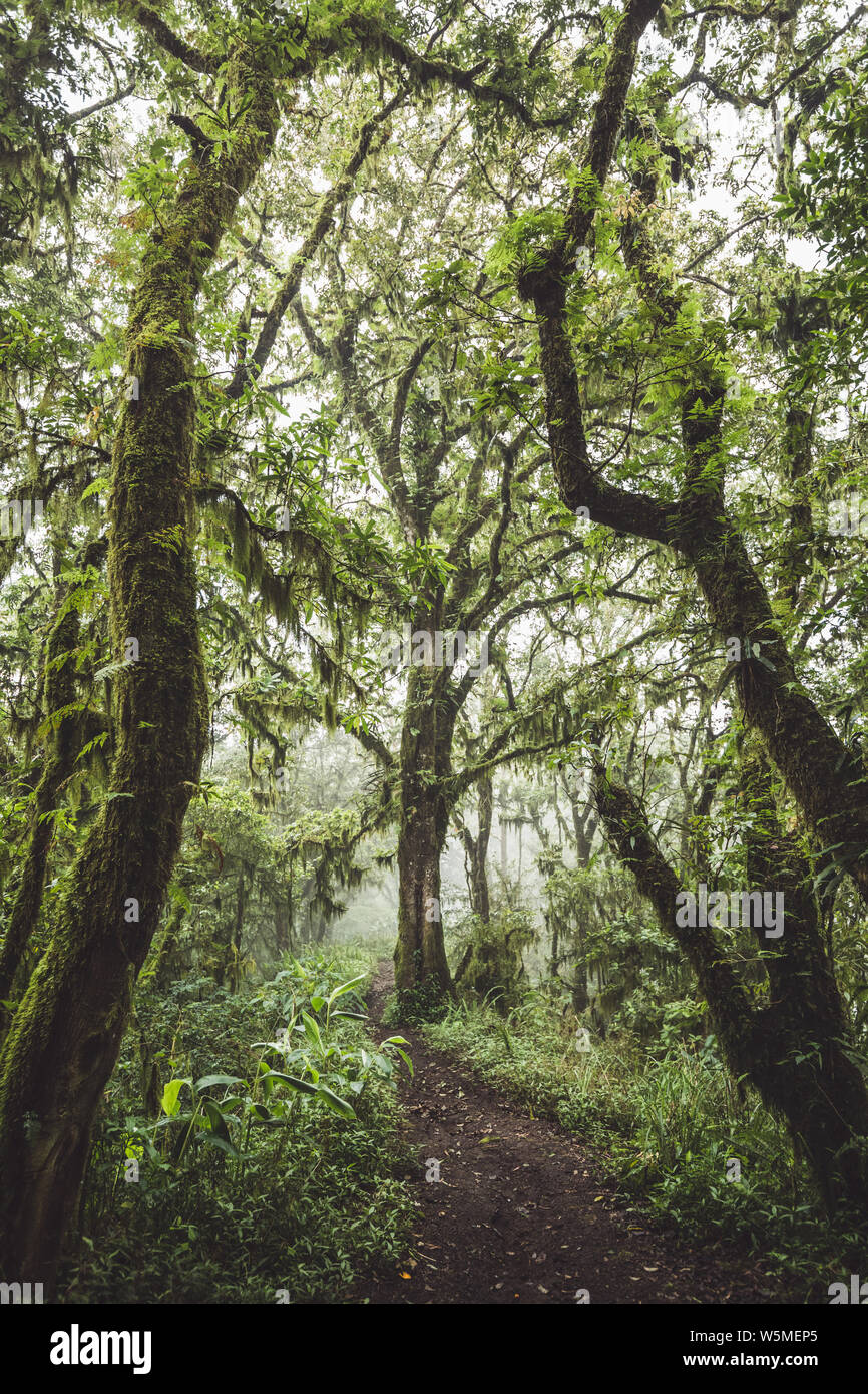 Percorso nella Foresta Misteriosa con il vecchio enormi alberi coperti di muschi e licheni. Dark e atmosfera di nebbia Foto Stock