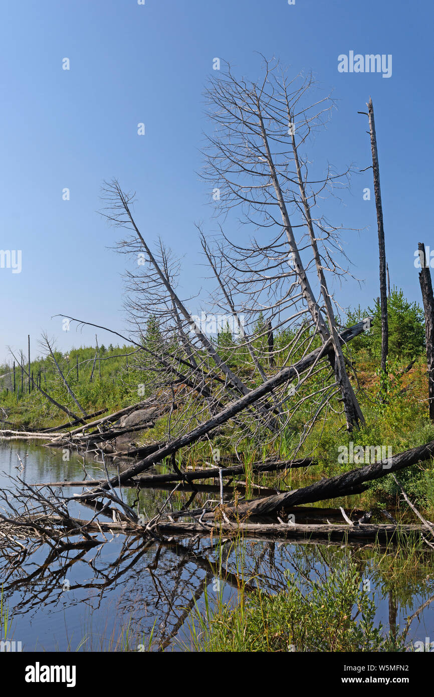Alberi bruciati in un sonaglio lago nelle acque di confine in Minnesota Foto Stock