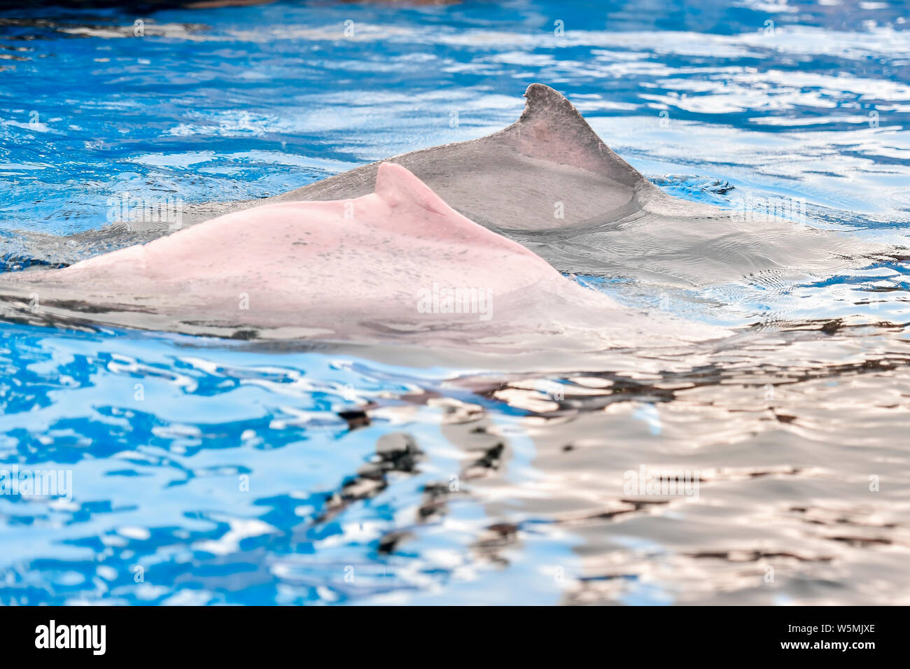 Delfino Cinese Bianco giocare ed eseguire durante un evento di sensibilizzazione di tutela delle specie in via di estinzione al Chimelong oceano unito in Zhuha Foto Stock