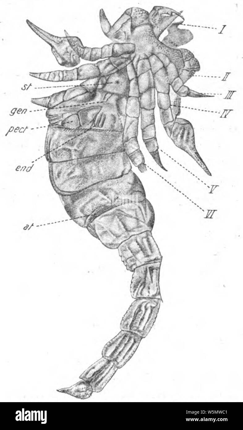 Dahl Skorpione Abstammung und Atmungsorgane figura 1. Foto Stock
