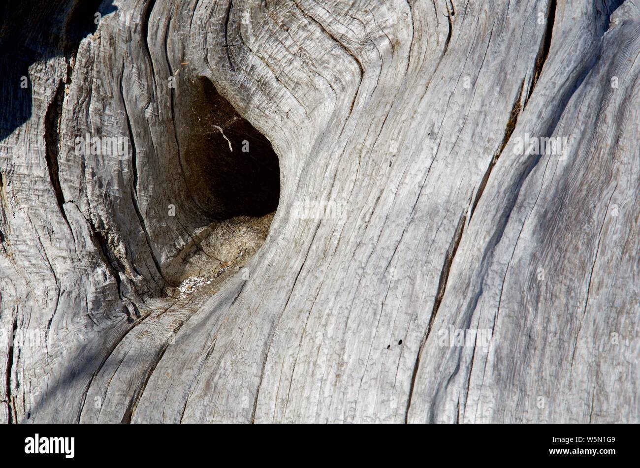 Ombra del foro del nodo in grigio argento driftwood log mostra configurazione a grana di legno su una spiaggia della costa occidentale dell'isola di Vancouver, BC Foto Stock