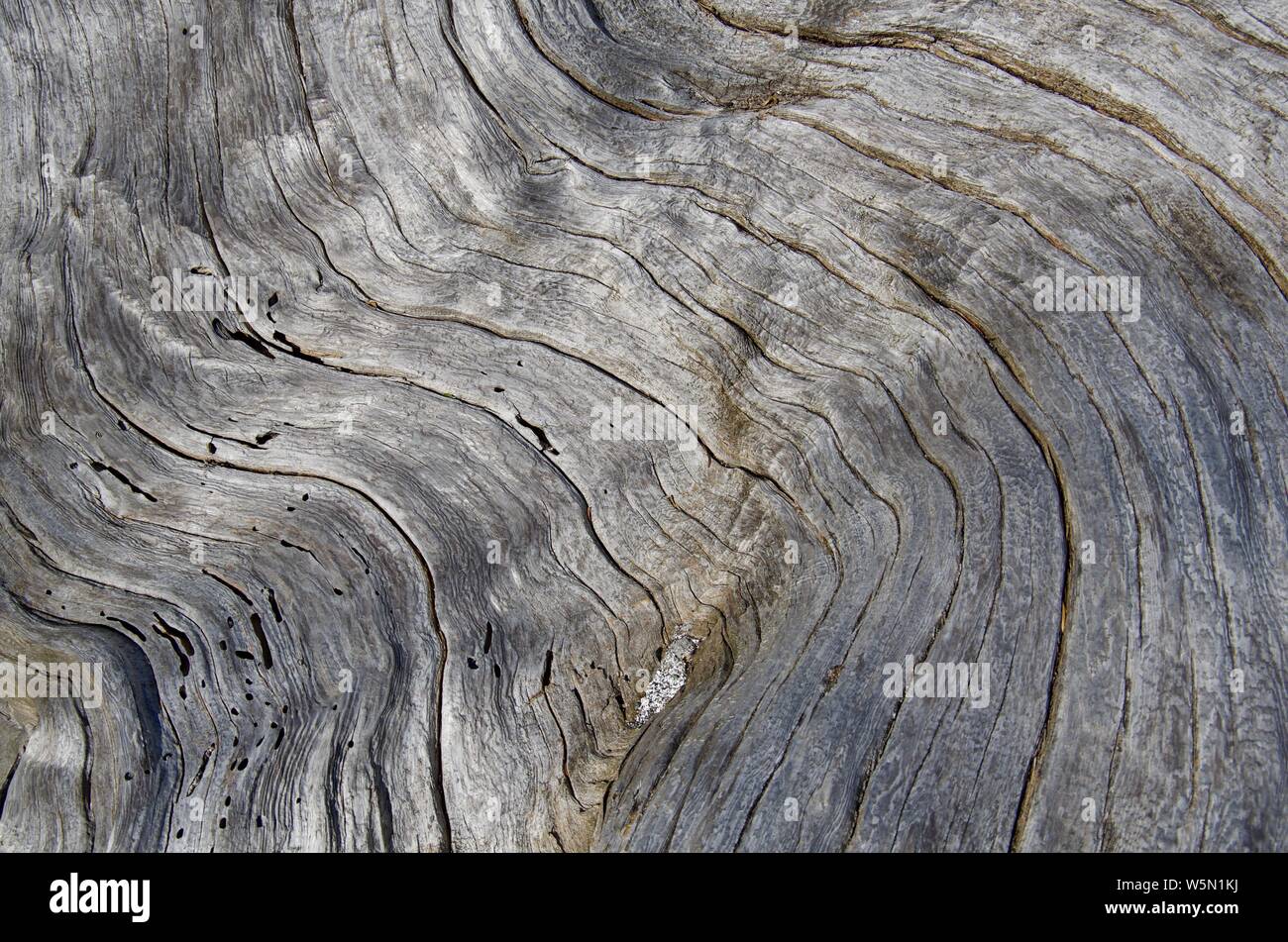 Close up weathered grigio driftwood log mostra configurazione astratta di grana di legno per gli sfondi. Driftwood su Beach sull'Isola di Vancouver, BC Foto Stock