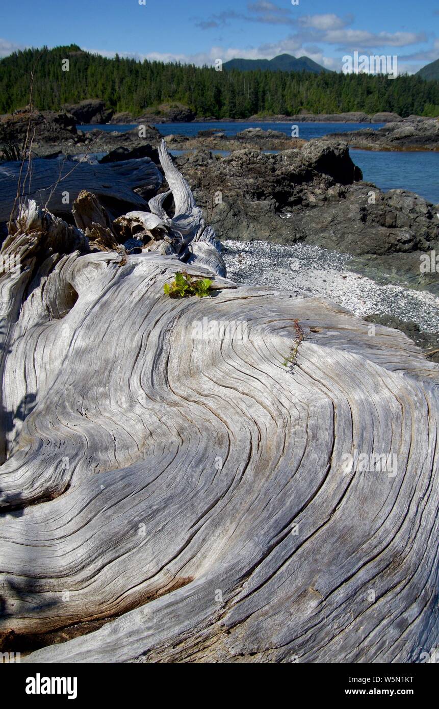 Imbianchiti driftwood log con venature sulla spiaggia, con gli alberi e le montagne dell'isola di Vancouver, British Columbia in background. Foto Stock
