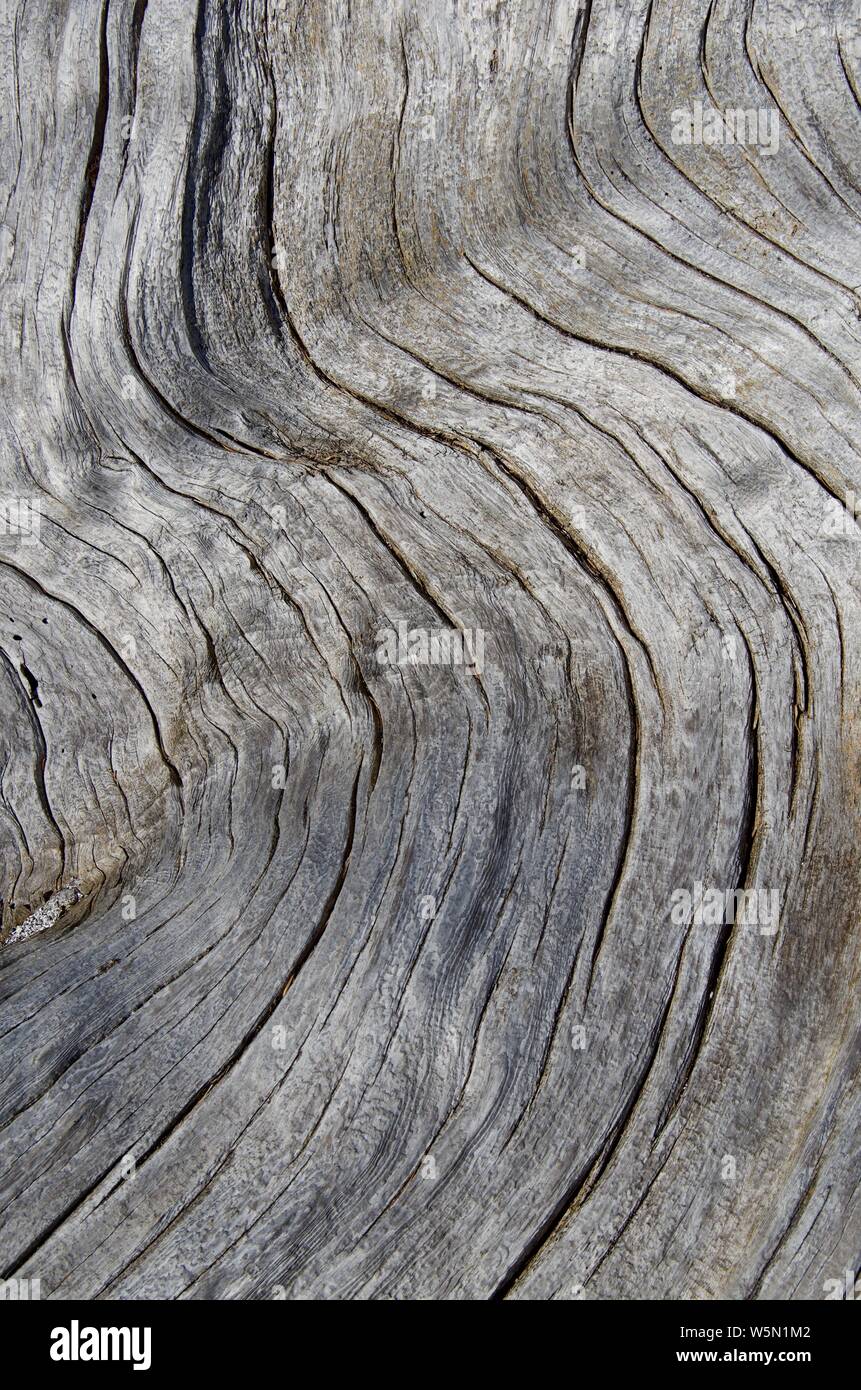 Configurazione astratta di grigio a grana di legno su un driftwood log su di una spiaggia della costa occidentale dell'isola di Vancouver, British Columbia Foto Stock