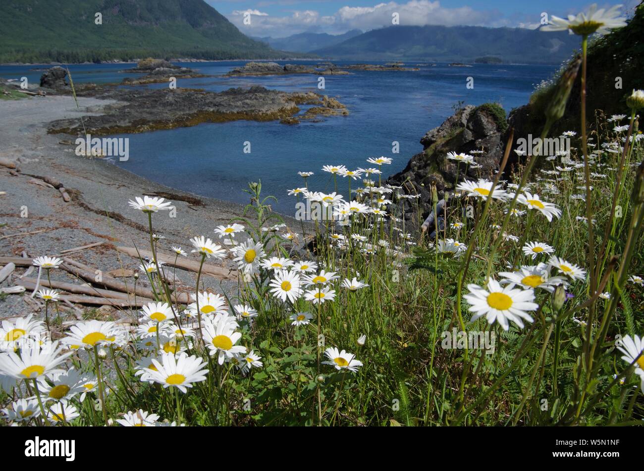 Margherite su un fiore coperto knoll si affacciano sulla spiaggia di ghiaia e vista di Nuchatlitz ingresso su una soleggiata giornata estiva, Nootka Isola, British Columbia Foto Stock