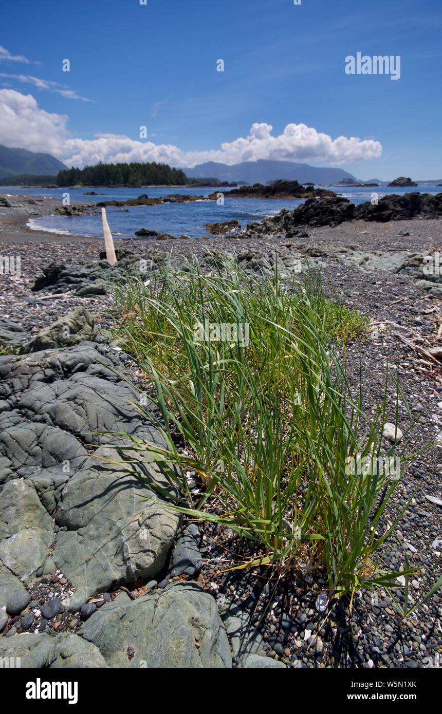Spiaggia L'erba cresce sulla spiaggia di ghiaia di isola in Nuchatlitz Parco Provinciale, British Columbia, in una giornata di sole Foto Stock