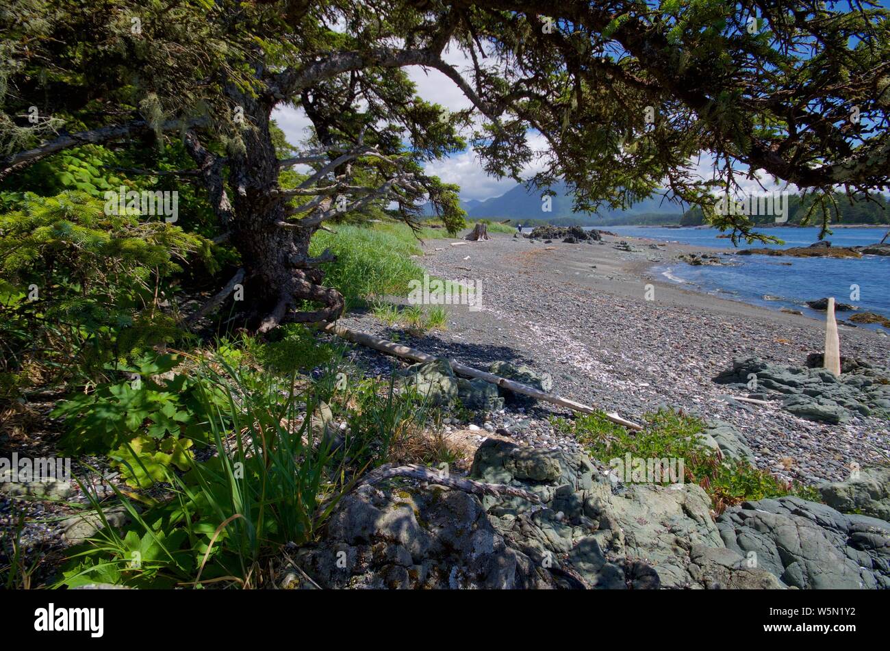 Twisted abete rosso albero cresce in cima alla spiaggia di ghiaia su un isola in Nuchatlitz Parco Provinciale, British Columbia Foto Stock