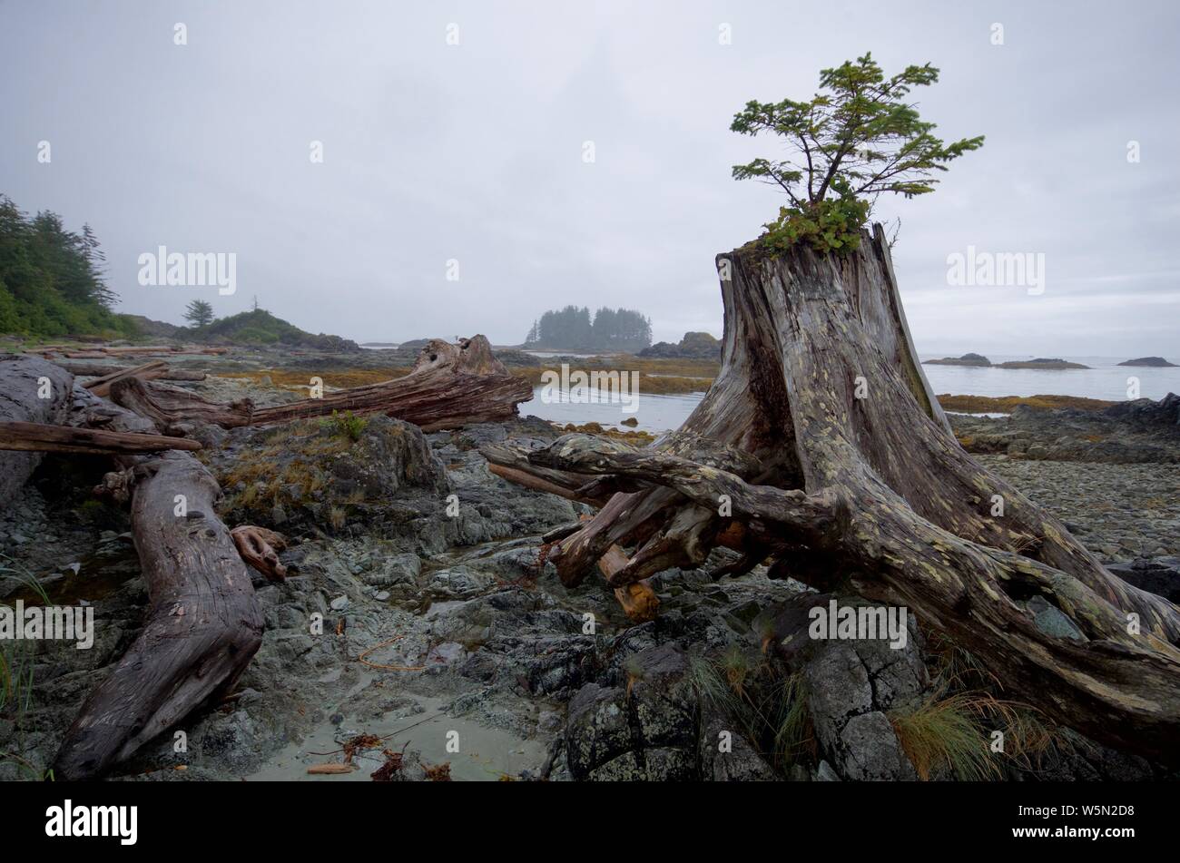 Un abete albero cresce al di fuori di un moncone driftwood sulla spiaggia rocciosa di uno dei Bunsby isole al largo della costa occidentale dell'isola di Vancouver, British Columbia. Foto Stock