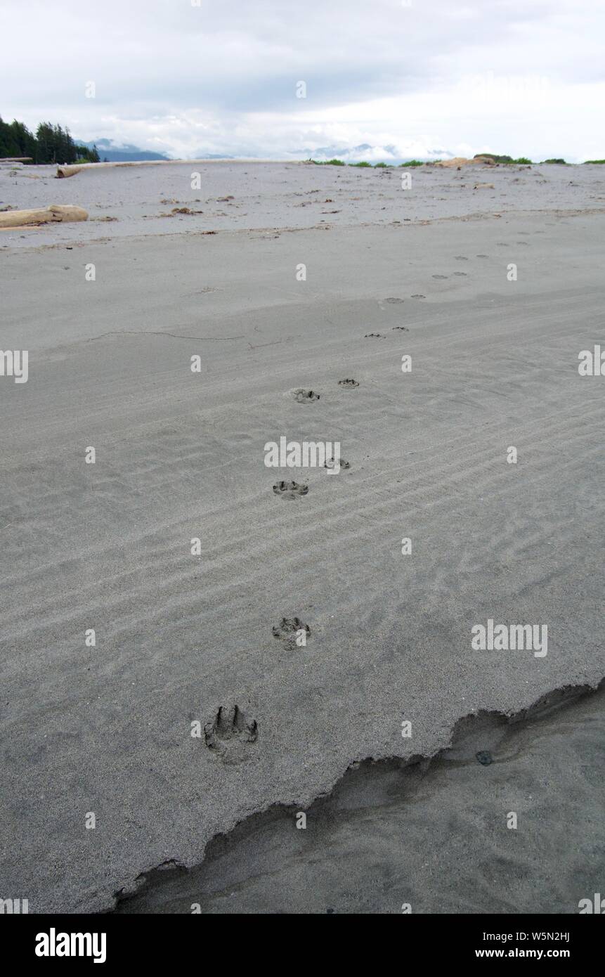 Lupo fresche le vie si snodano lungo grigio di una spiaggia di sabbia sulla penisola Brookes, Isola di Vancouver, su un nuvoloso giorno di luglio. Foto Stock