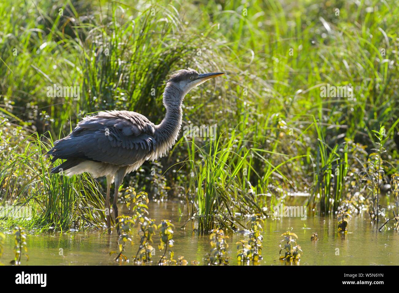 Airone cinerino (Ardea cinerea), piumaggio cura, Donauauen, Lobau, Austria Inferiore, Austria Foto Stock