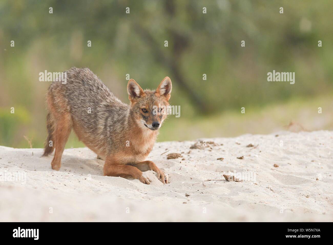 Golden jackal (Canis aureus) accovacciato sul terreno sabbioso, il delta del Danubio Romania Foto Stock