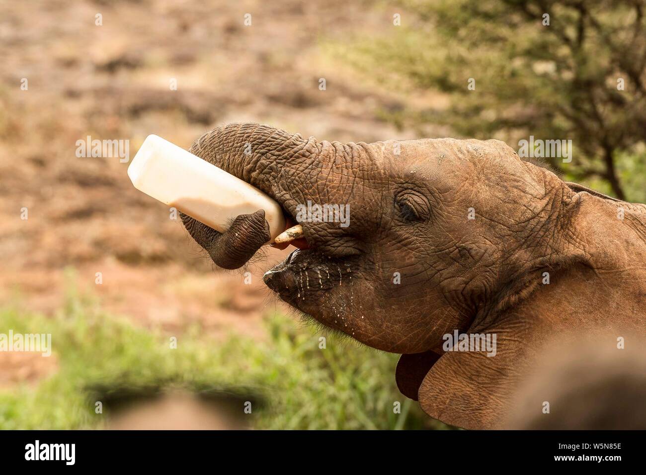 Giovane Elefante africano (Loxodonta africana) bevande dalla bottiglia, Sheldrick l'Orfanotrofio degli Elefanti, l'Orfanotrofio degli Elefanti, Nairobi, Kenia Foto Stock