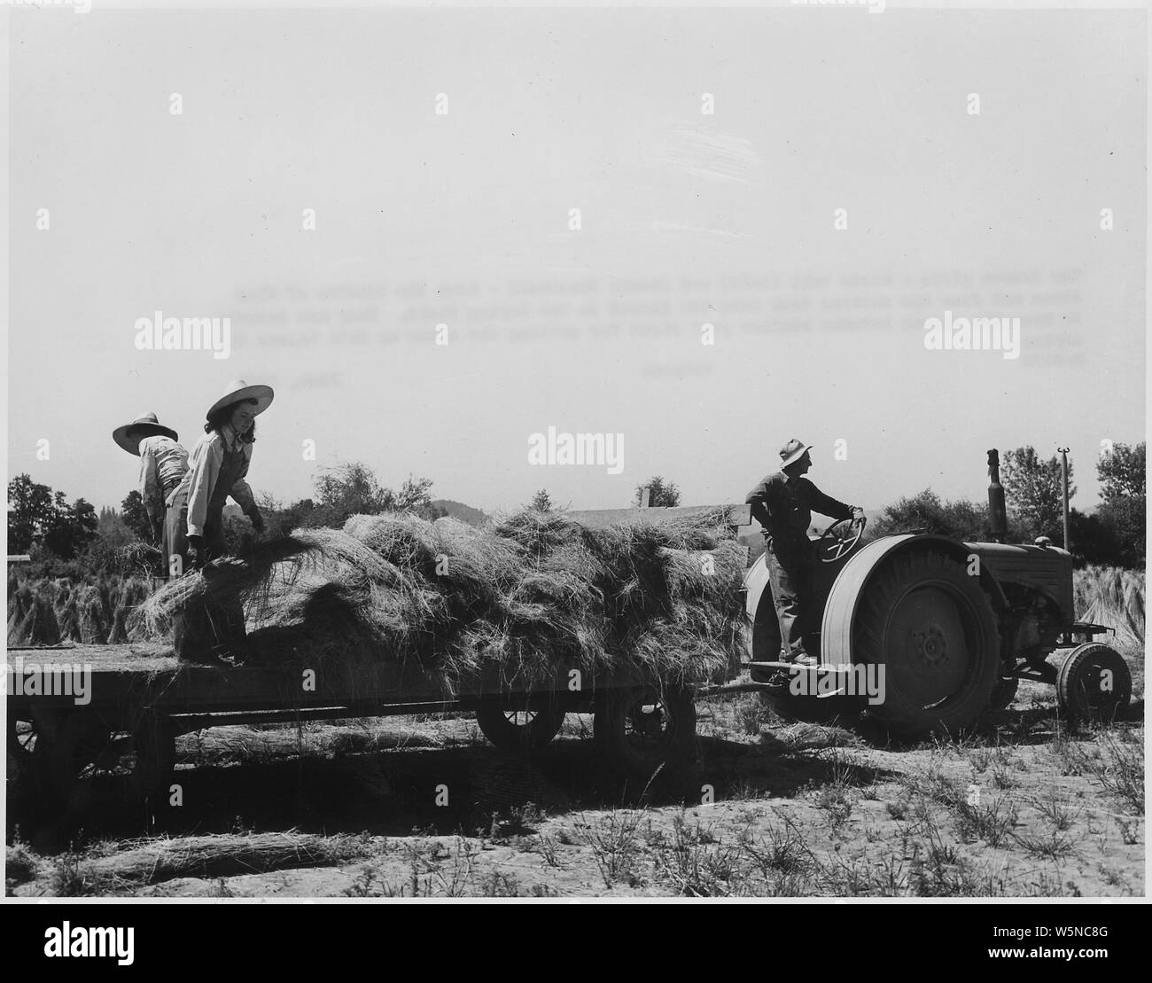 Inglese: Ragazze fasci di caduta di paglie di lino, bagnato dal serbatoio ratting, sul terreno nel campo di essiccazione Foto Stock