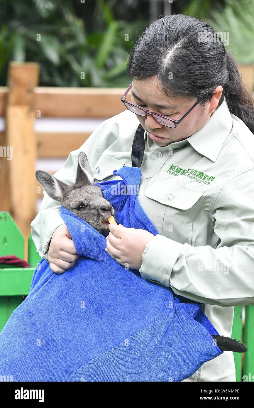 Un Cinese detentore di animali assiste un piccolo canguro nella sacca artificiale a Chimelong Safari Park nella città di Guangzhou, Cina del sud della provincia di Guangdong Foto Stock