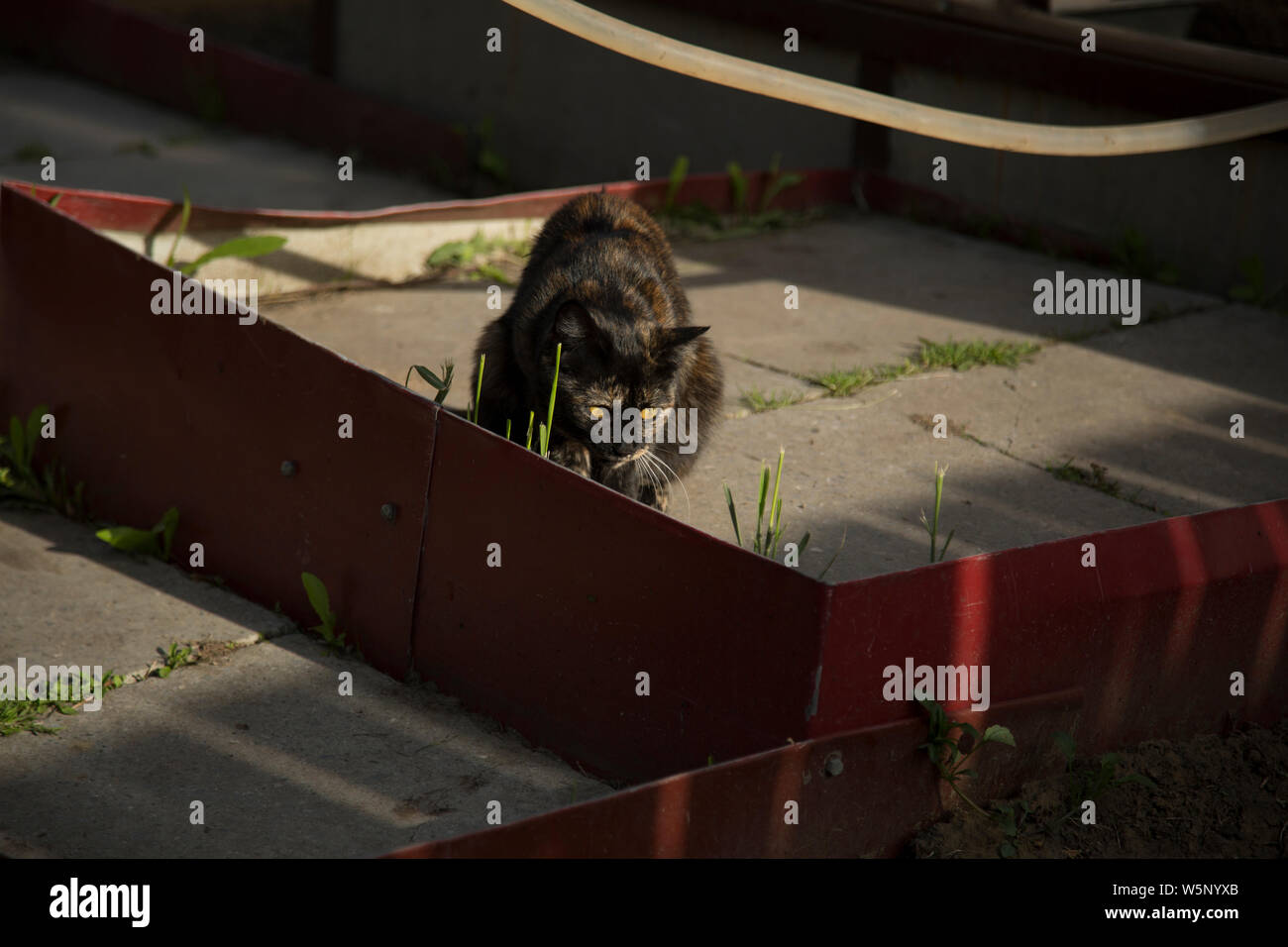 Ritratto di un gatto con un colore scuro e gli occhi gialli Foto Stock