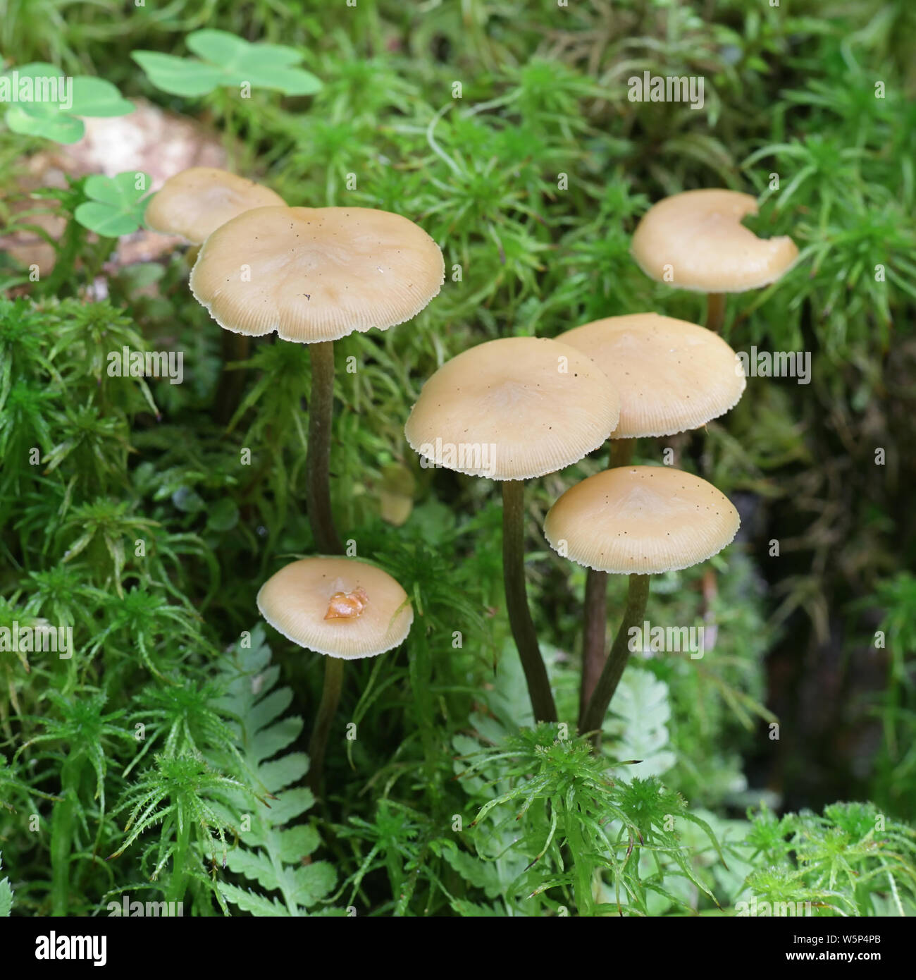 Kuehneromyces lignicola, conifere Woodtuft di funghi selvatici dalla Finlandia Foto Stock