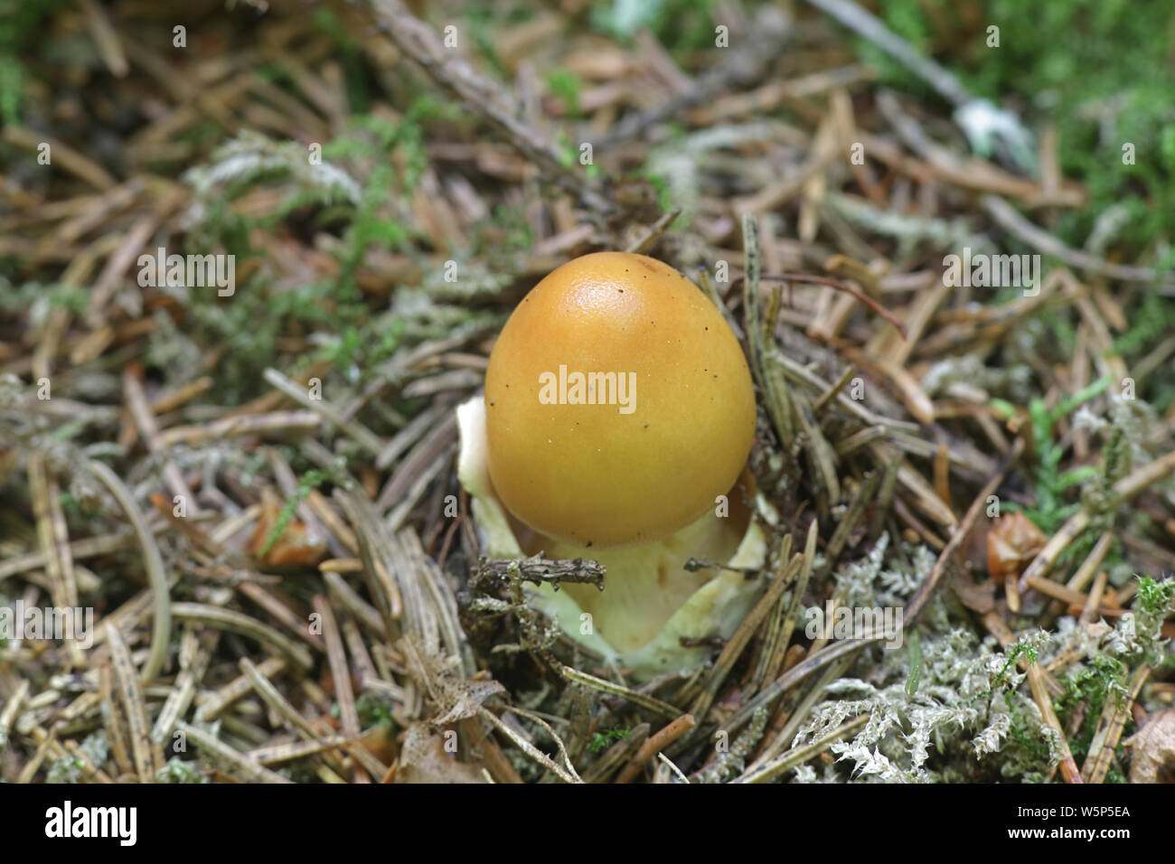 Orange Grisette fungo, noto anche come zafferano Ringless Amanita, Amanita crocea di funghi selvatici dalla Finlandia Foto Stock