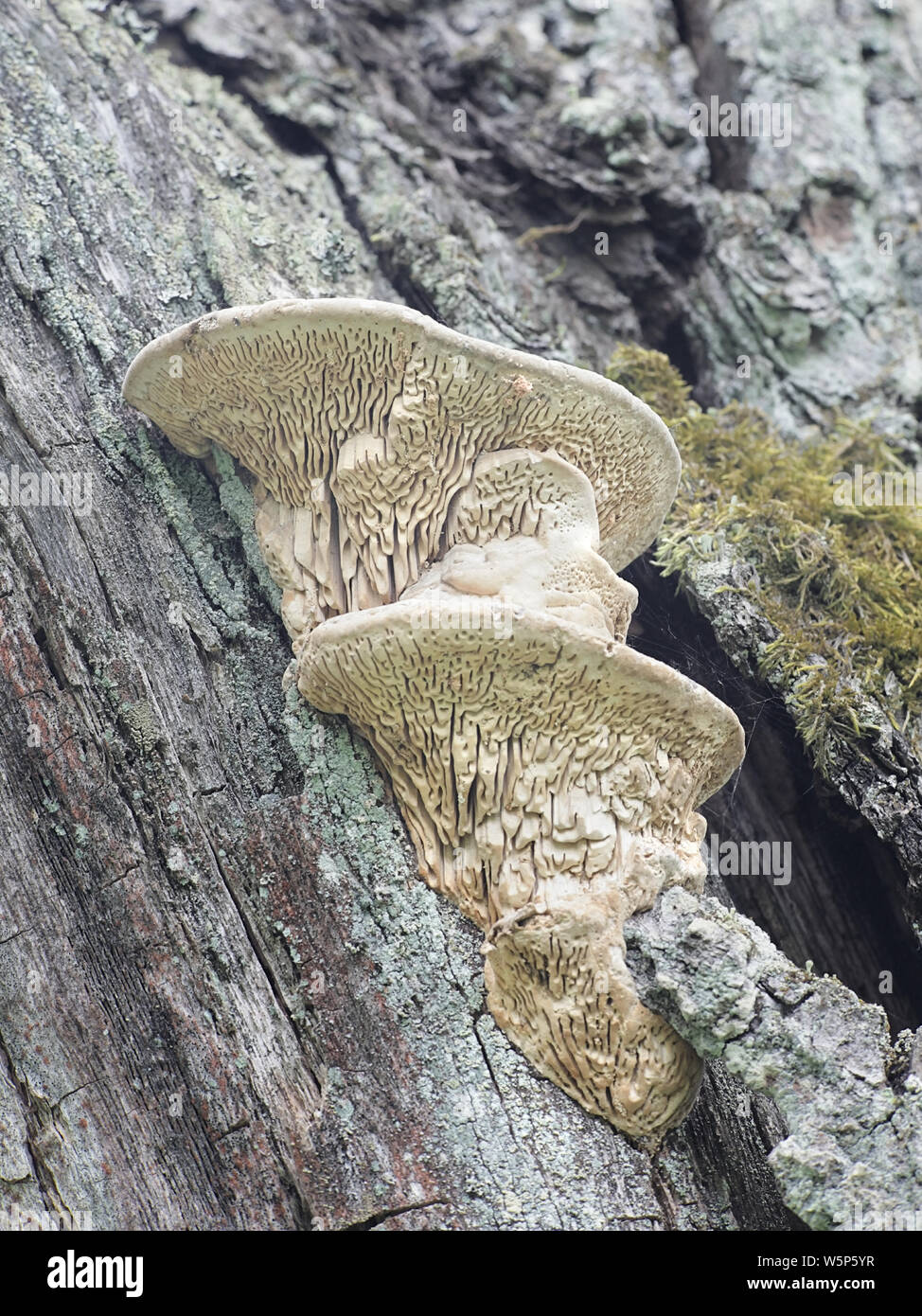 Daedalea quercina, noto come la quercia mazegill o labirinto-gill fungo Foto Stock