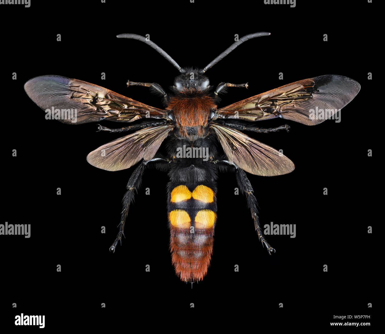 Extreme ingrandimento - Megascolia maculata giant wasp Foto Stock