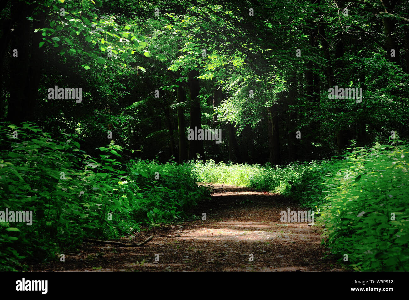 Thetford Forest, Norfolk Foto Stock