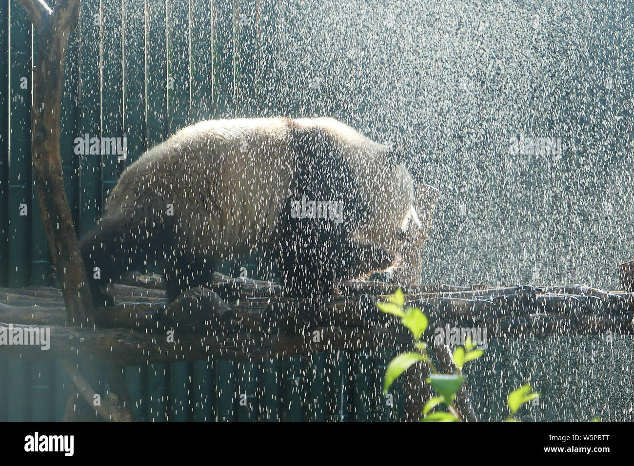 Il panda gigante 'Pang Da Hai' godetevi una doccia contro l'onda di calore in corrispondenza allo zoo di Pechino a Pechino, in Cina, il 23 maggio 2019. Foto Stock