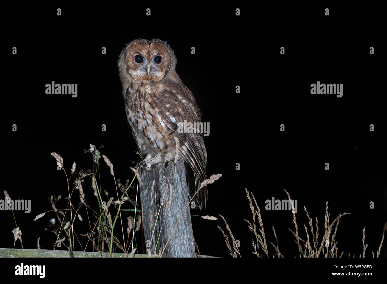 Scattata di notte, una wild allocco è arroccato su un vecchio palo da recinzione con lo sguardo in avanti Foto Stock