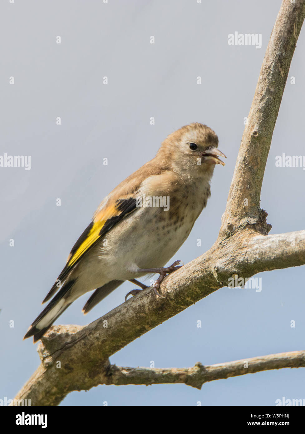 Cardellino, uccelli selvatici in un giardino inglese, appollaiato su un ramo in primavera estate 2019. Foto Stock