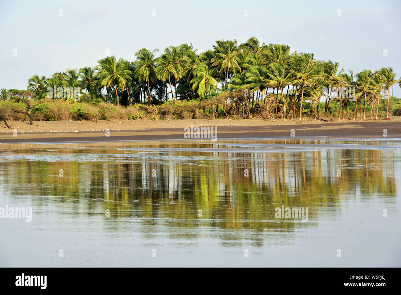 Palme spiaggia Bhagal Valsad Gujarat India Asia Foto Stock