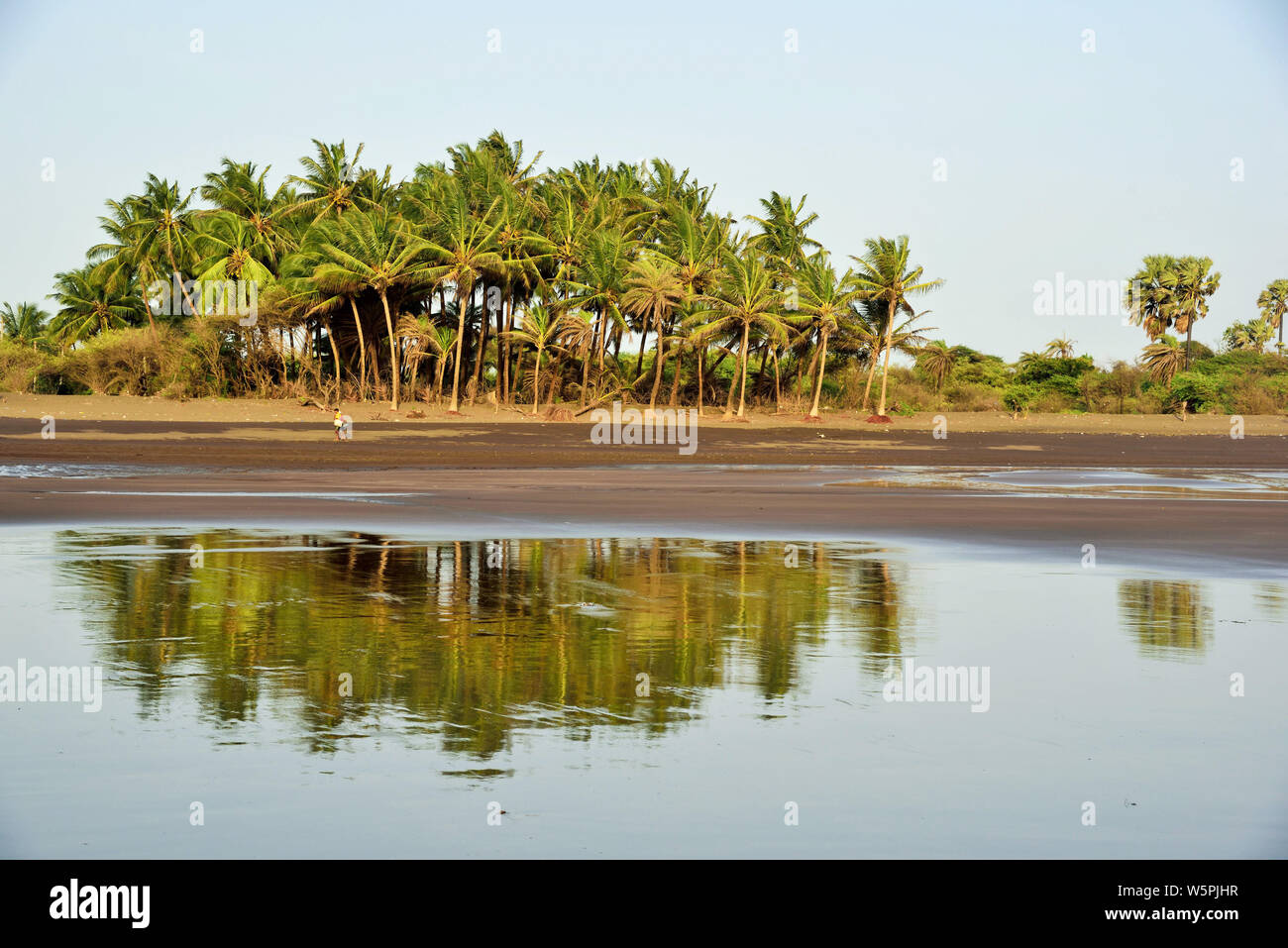 Palme spiaggia Bhagal Valsad Gujarat India Asia Foto Stock