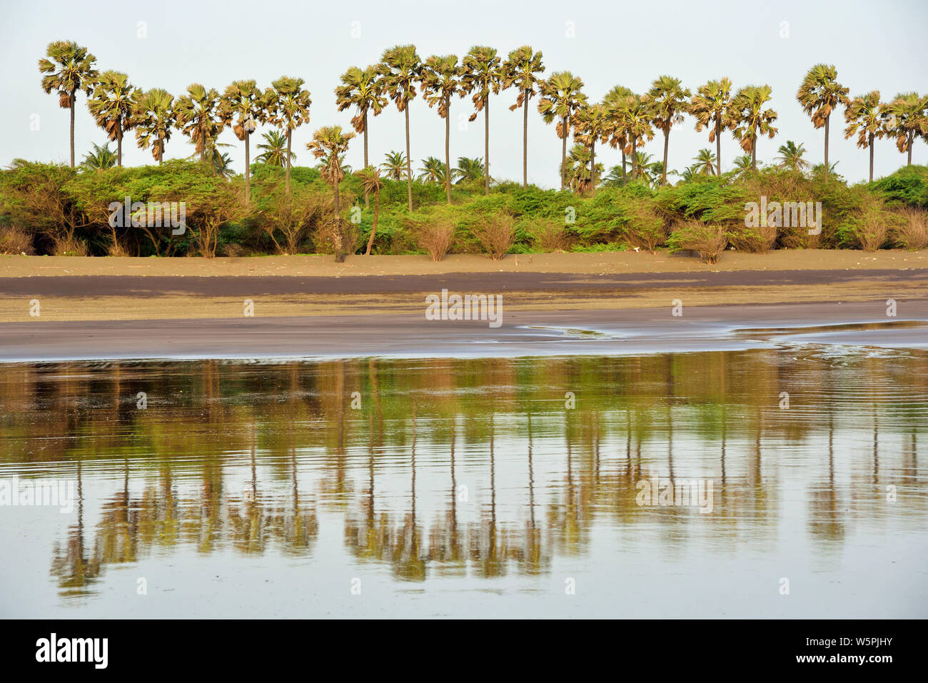Palme spiaggia Bhagal Valsad Gujarat India Asia Foto Stock