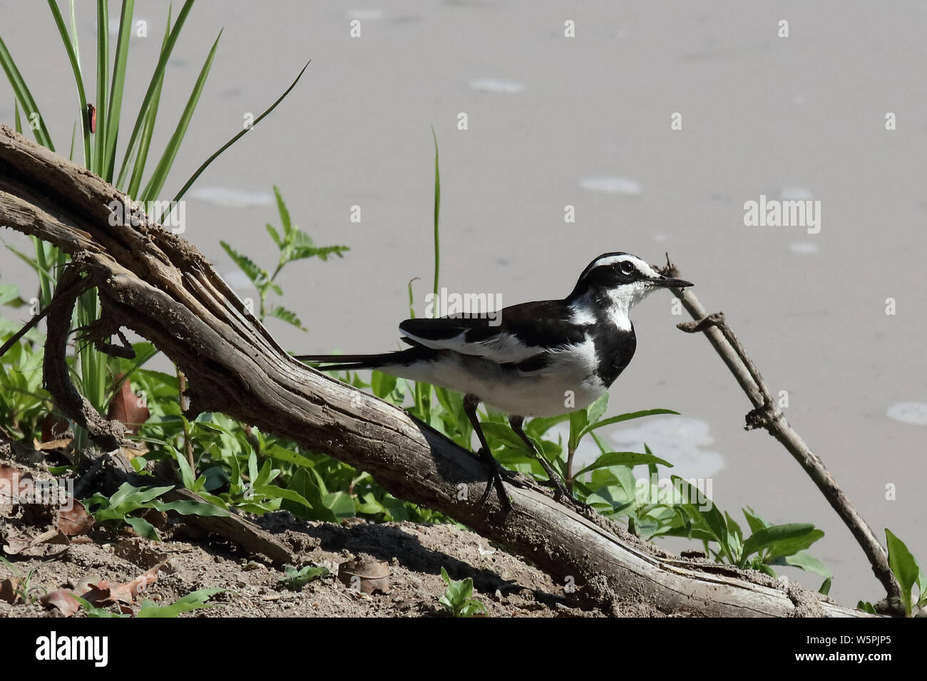 Witwenstelze / African pied wagtail / Motacilla aguimp Foto Stock