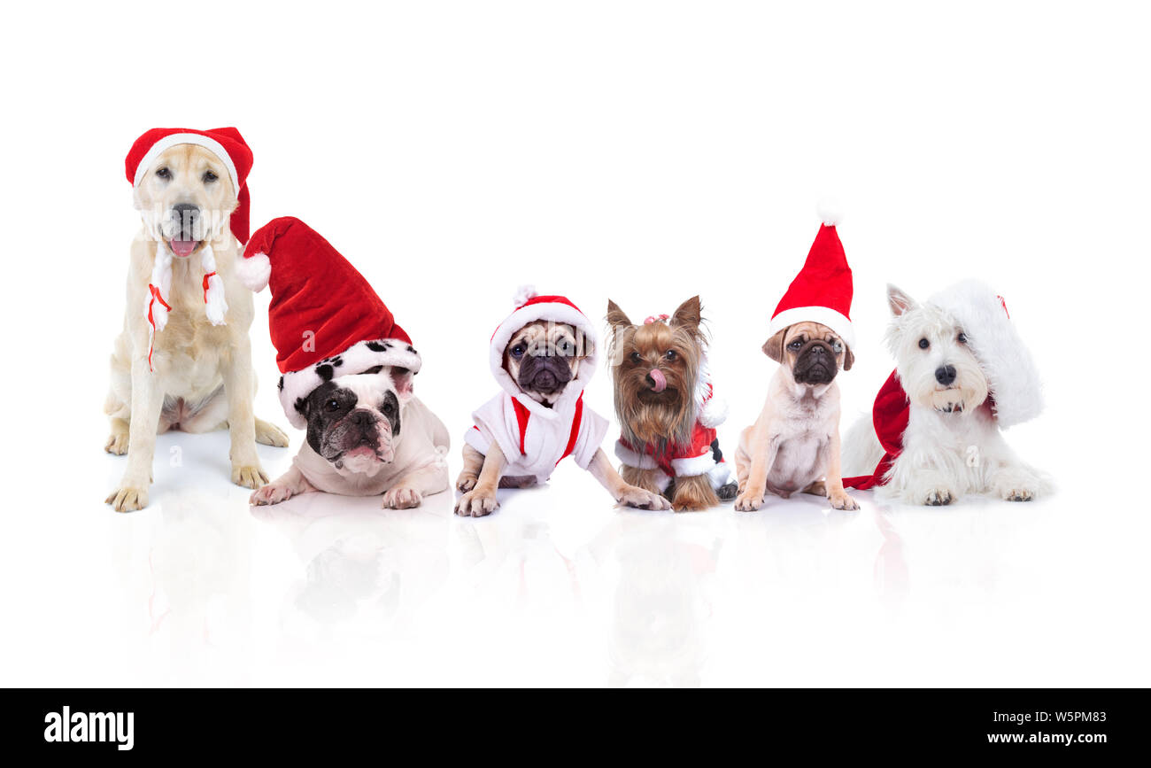 Team di sei simpatici cani di differenti razze vestiti da Babbo Natale  seduto o disteso su sfondo bianco Foto stock - Alamy