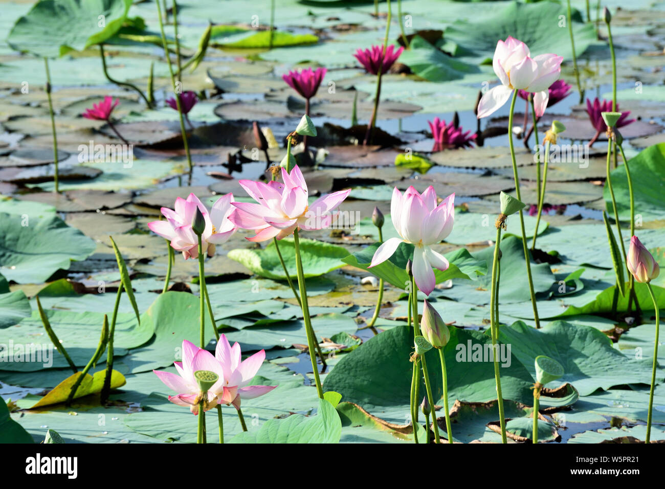 Pink Lotus lily pond Bhadeli village Gujarat India Asia Foto Stock