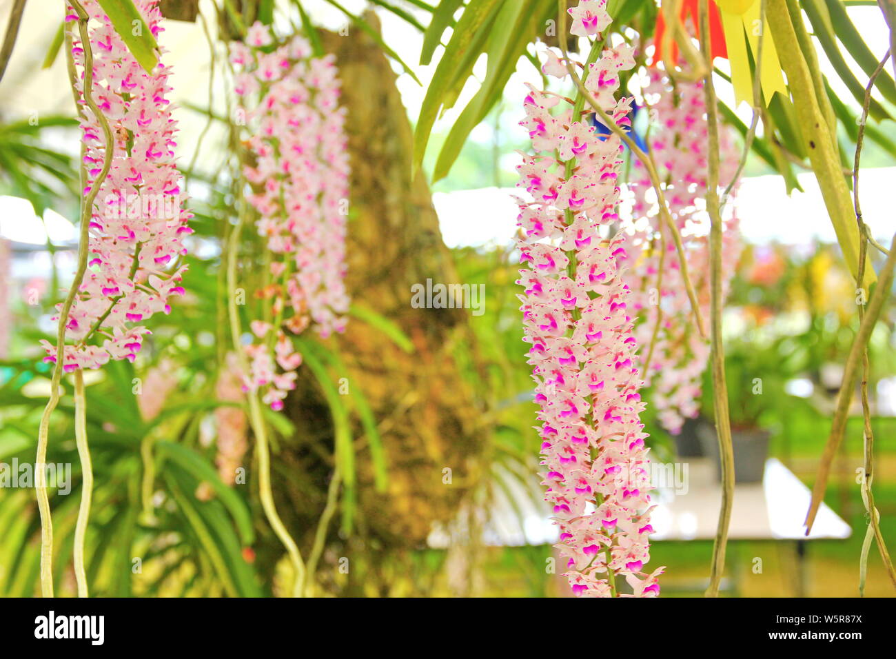 Colorato rhynchostylis gigantea Thailandia orchid. close up Siam la bella orchid Foto Stock