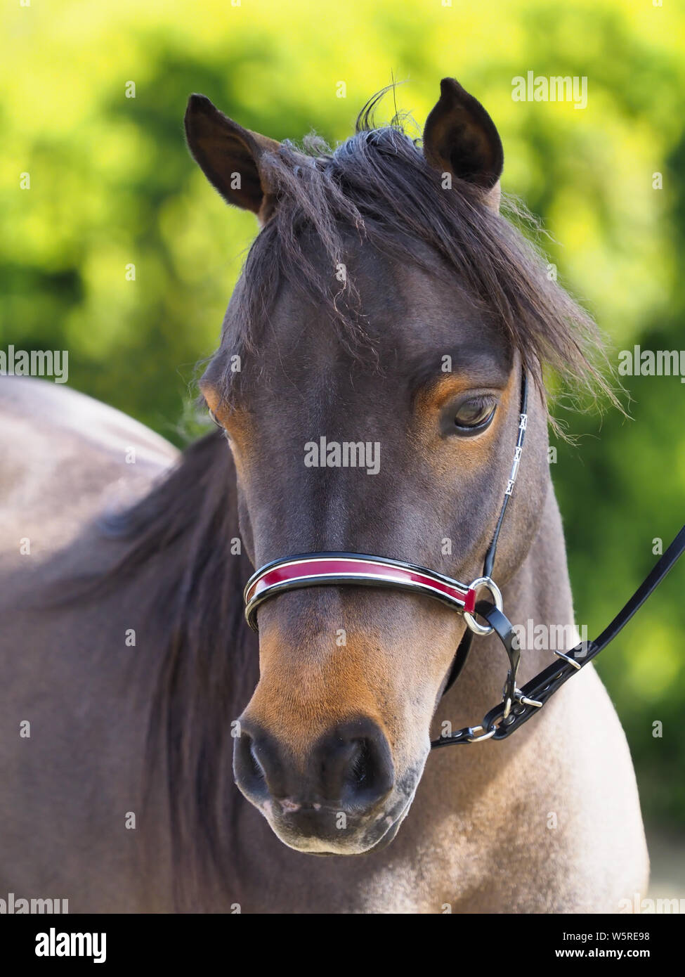 Un colpo alla testa di una bella americana di cavalli in miniatura in mostra ad anello. Foto Stock