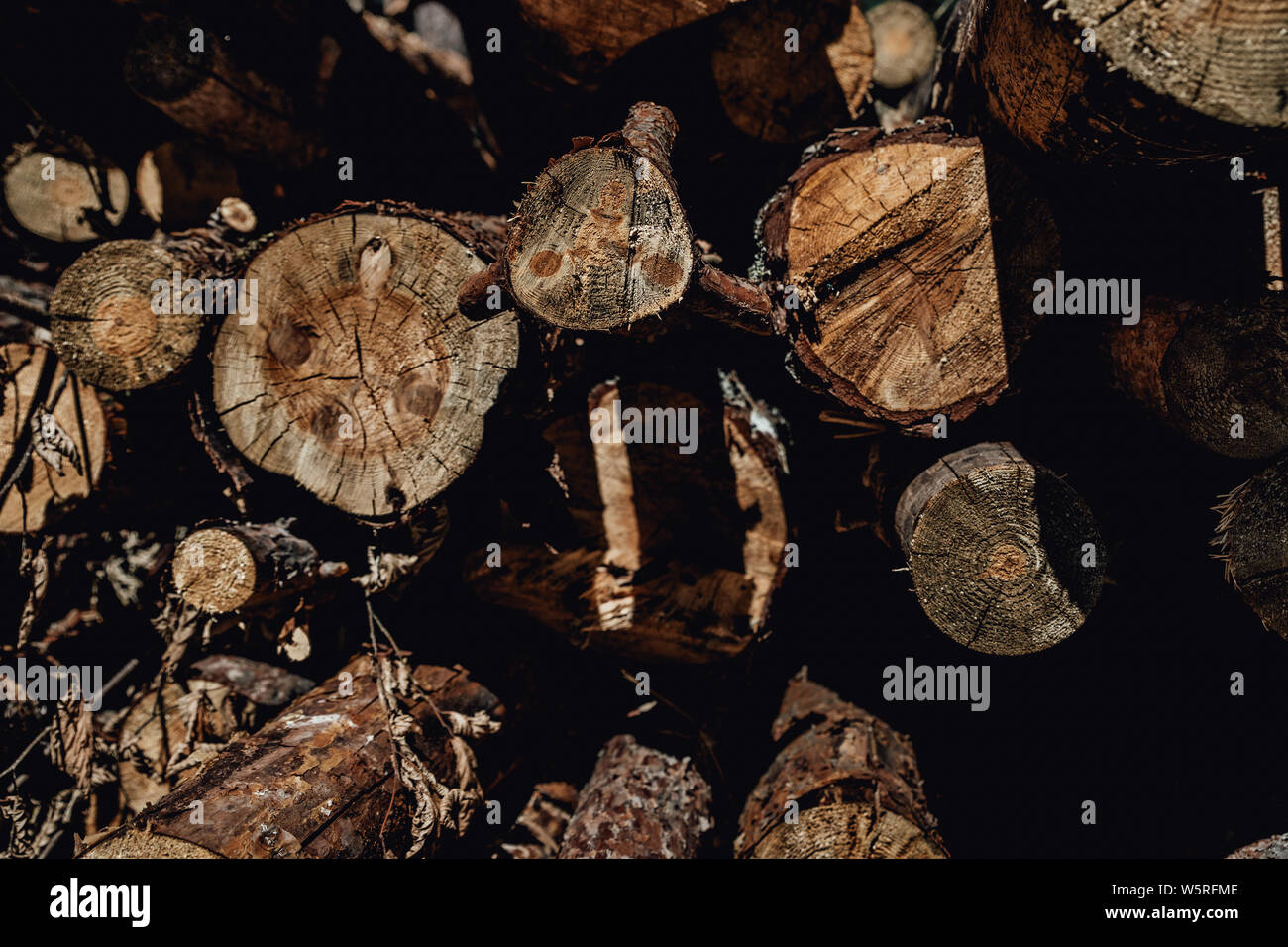 Foresta di Pini log tronchi abbattuti dal logging industria del legno forma rotonda Foto Stock