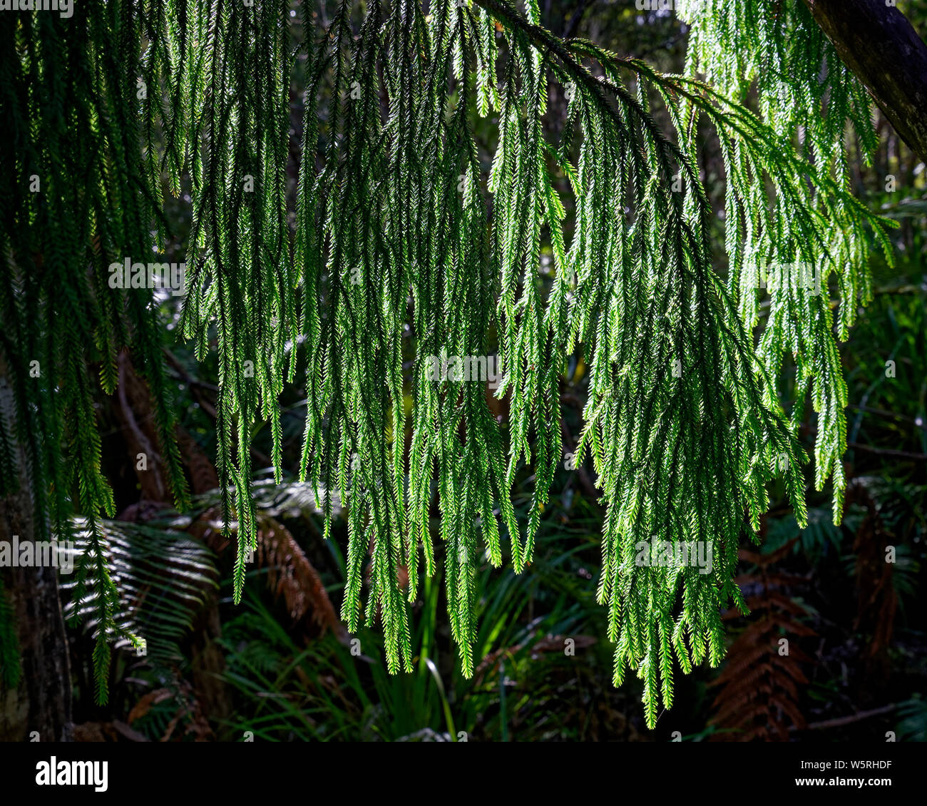 Fogliame nativo di Rimu, foglie o aghi retroilluminati dalla luce del sole, Parco Nazionale di Kahurangi, costa occidentale, Nuova Zelanda. Foto Stock