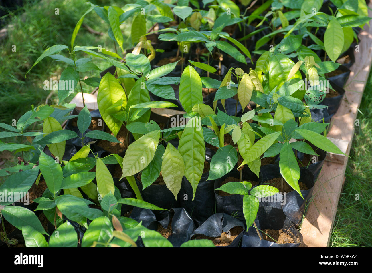 Sao Tome, Diogo Vaz piantagione di cacao cacao piante in vivaio Foto Stock