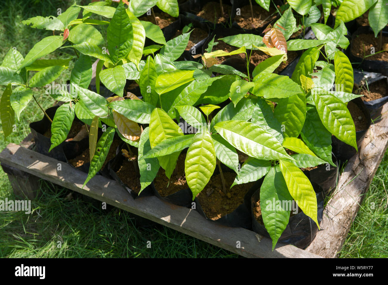 Sao Tome, Diogo Vaz piantagione di cacao cacao piante in vivaio Foto Stock