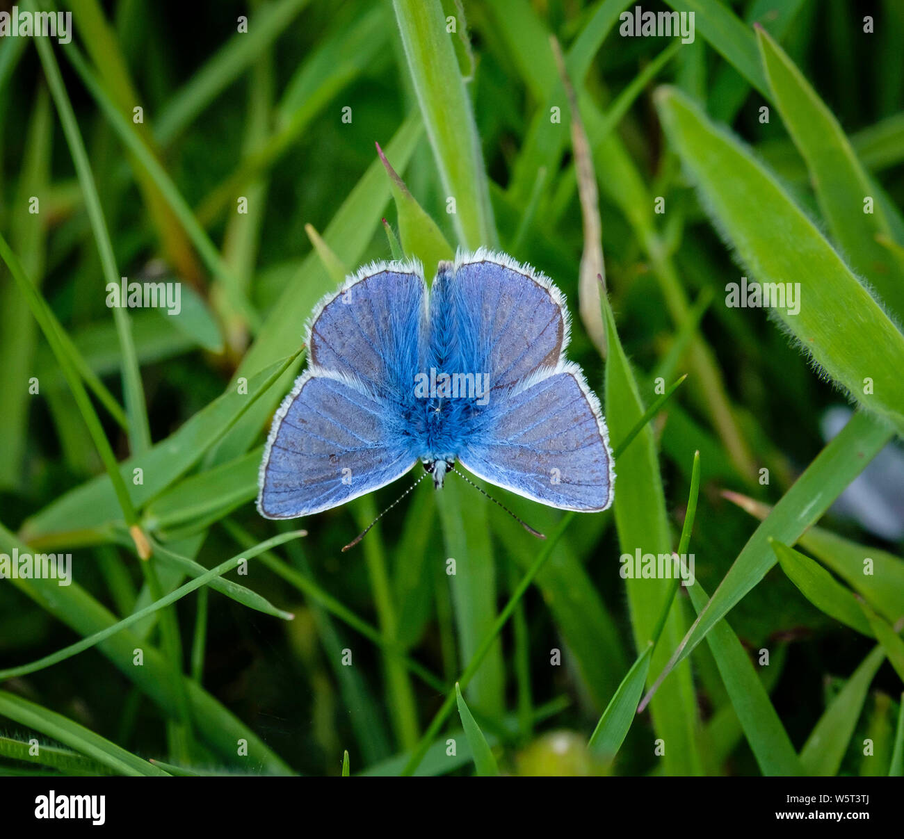 Comune di Blue Butterfly, (Polyommatus icarus), alette aperte sull'erba, Dorset, Inghilterra, Regno Unito. Foto Stock
