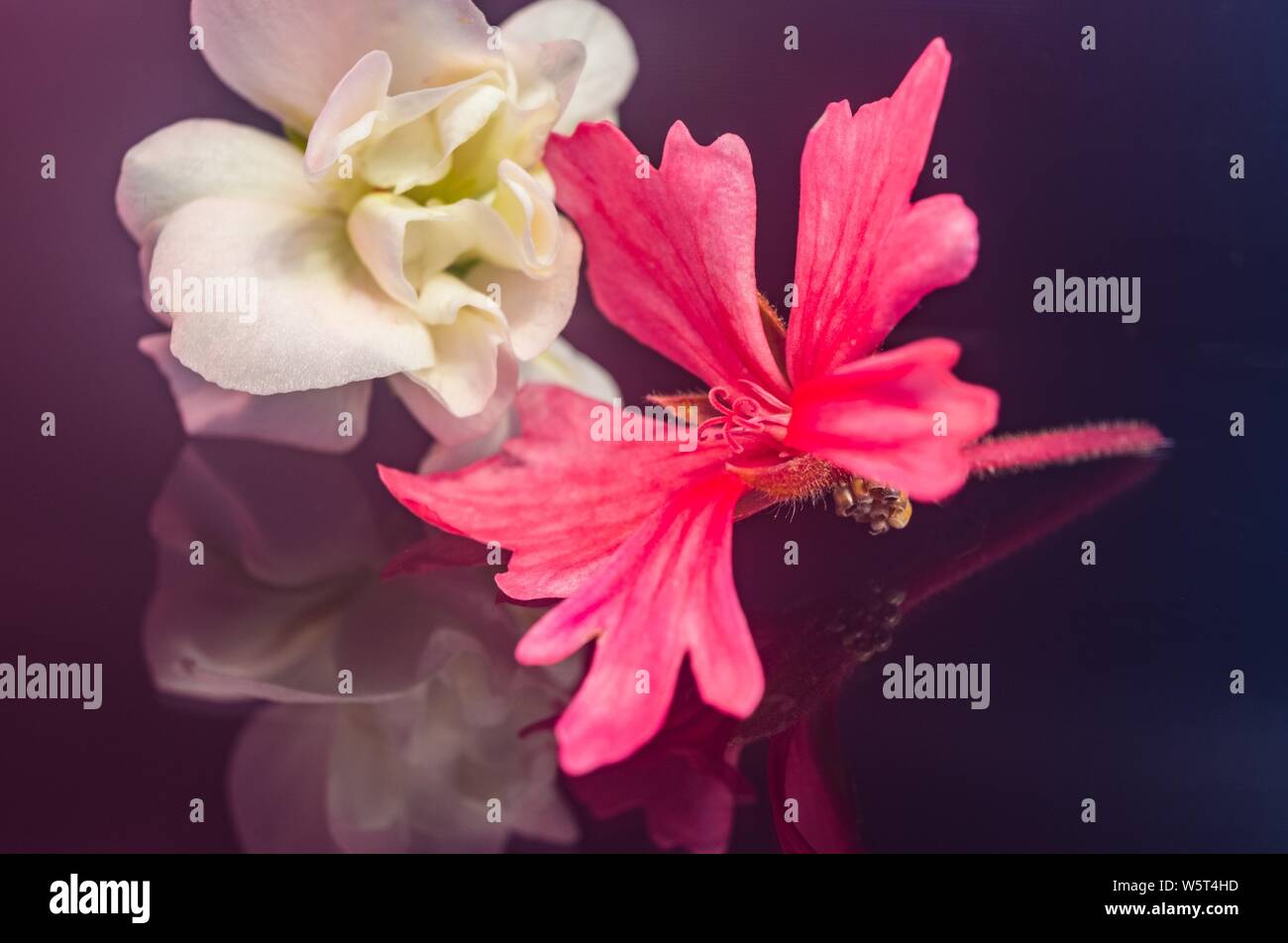 Macro immagini di animali selvatici e fiori da giardino Foto Stock