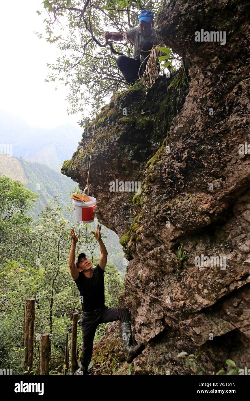 Un apicoltore si arrampica su una ripida scogliera di una montagna di raccogliere miele da alveari in legno in Rongshui Miao contea autonoma, Liuzhou city, a sud della Cina di Guan Foto Stock