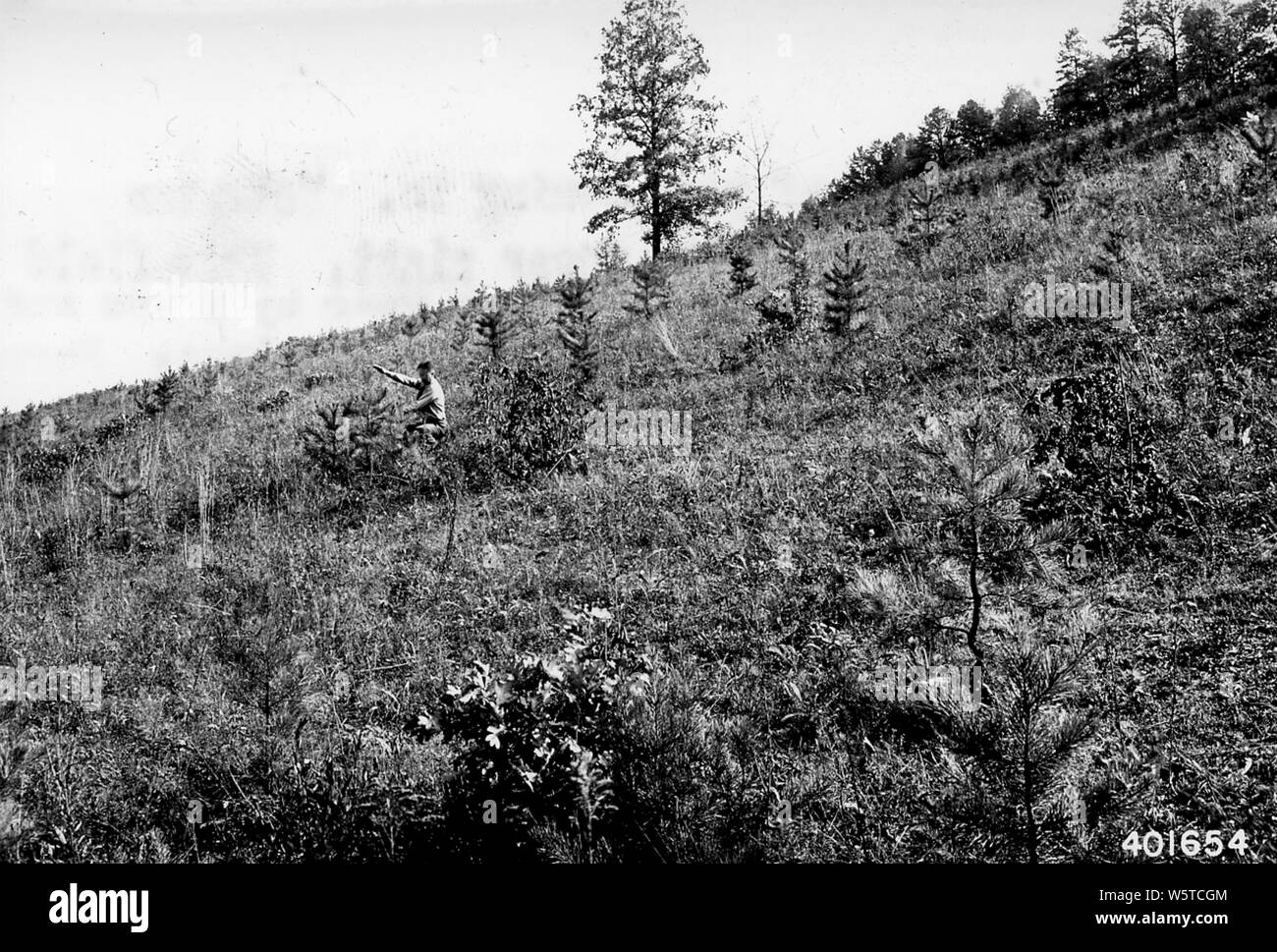 Fotografia del campo abbandonato con riproduzione naturale di Pino Shortleaf; Portata e contenuto: didascalia originale: campo abbandonato con riproduzione naturale di pino shortleaf in arrivo. Nota il seme di alberi in alto a destra. Questo campo è stato pascolati leggermente quest anno dal 1 mucca e 2 cavalli che non si nutrono di pini. Precedentemente noto come falciate ogni anno, questa area è stata la luce. Foto Stock