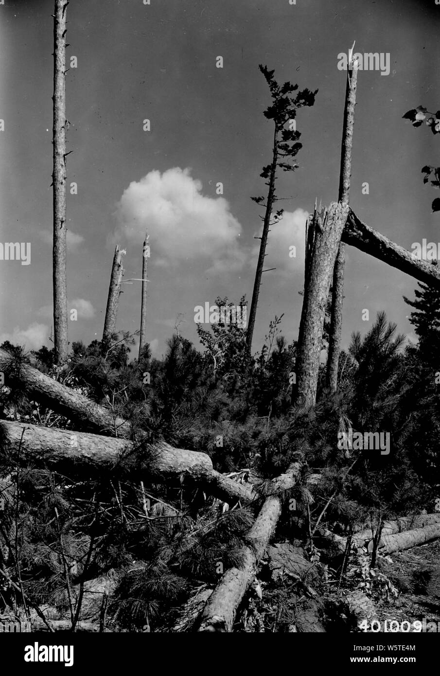 Fotografia di di scarico in Vergine di pino rosso Stand; Portata e contenuto: didascalia originale: blow-down in vergine di pino rosso stand in uno dei più pesantemente colpito punti lungo il sentiero per il Lago di Windigo sull'Isola di Star. Foto Stock